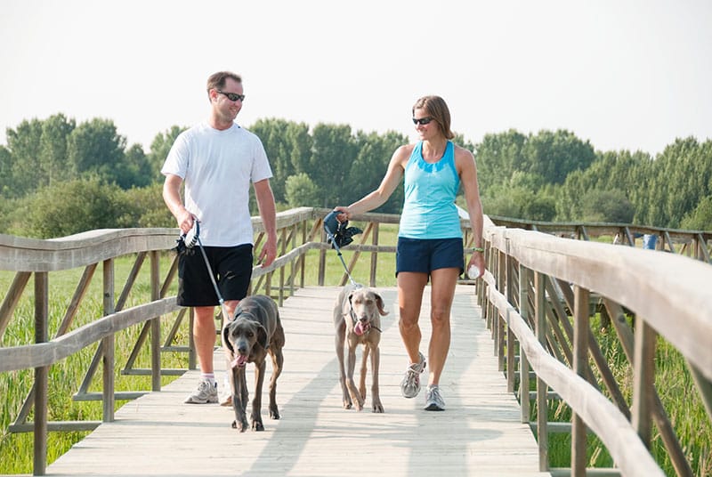 walking on the pier with dogs